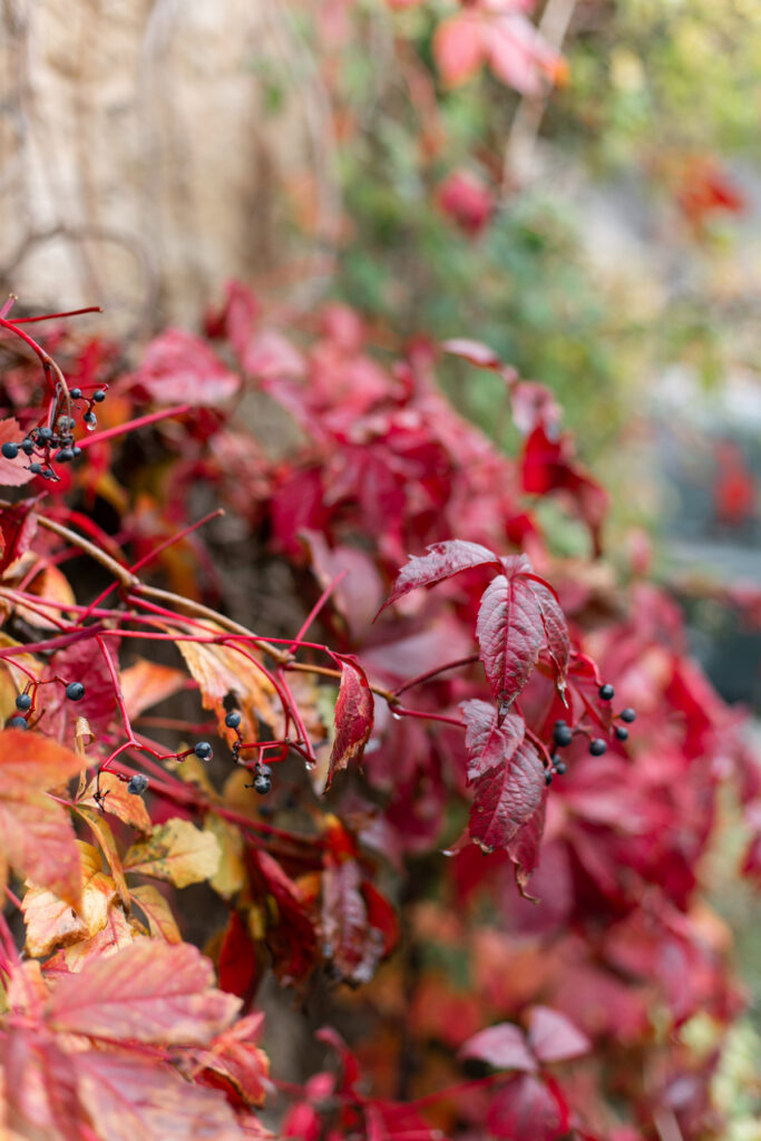 Close up of red ivy and berries