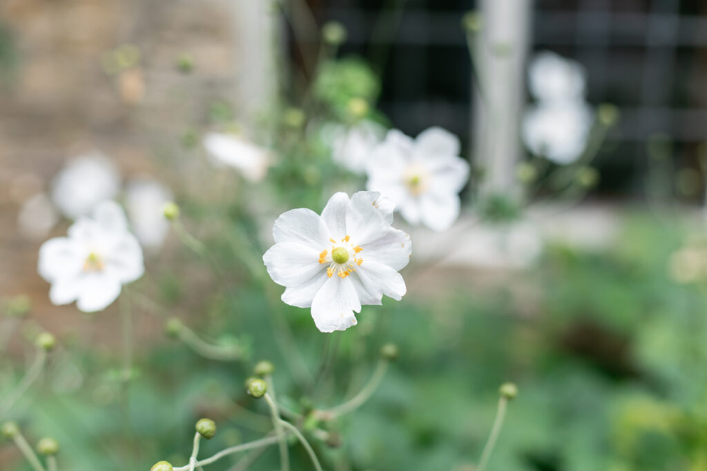 White flowers