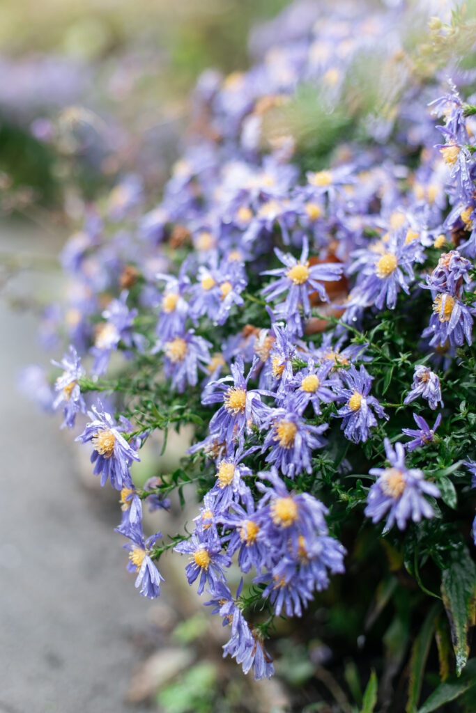 Purple flowers