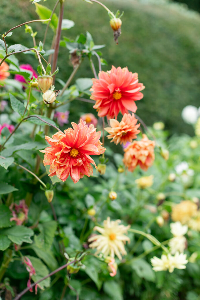 Orange and yellow flowers