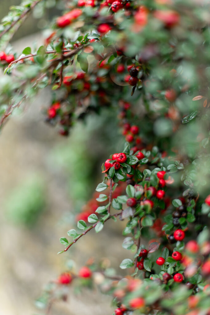 Red berries