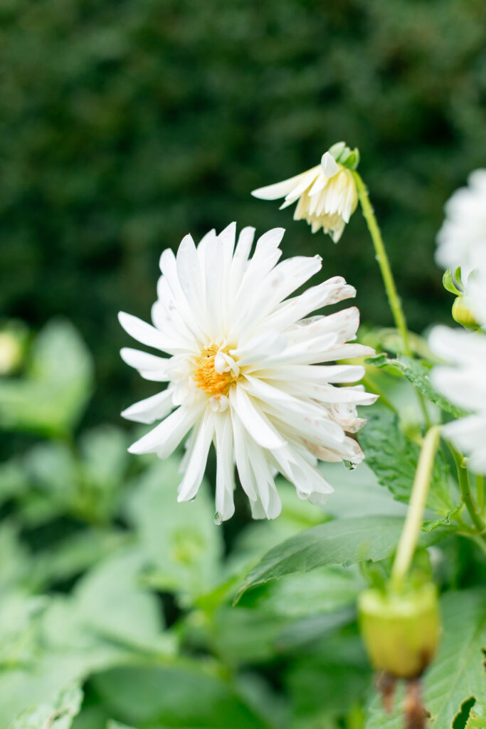 White flower