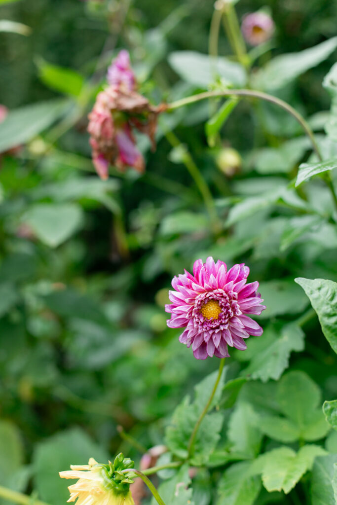 Purple flowers