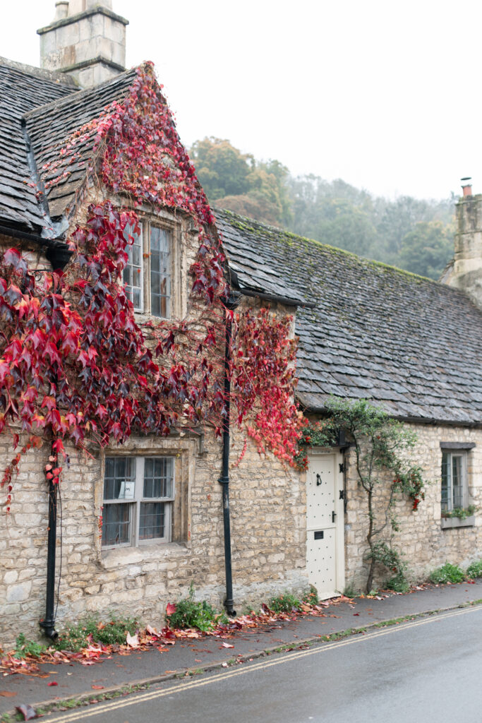 Red ivy along a building