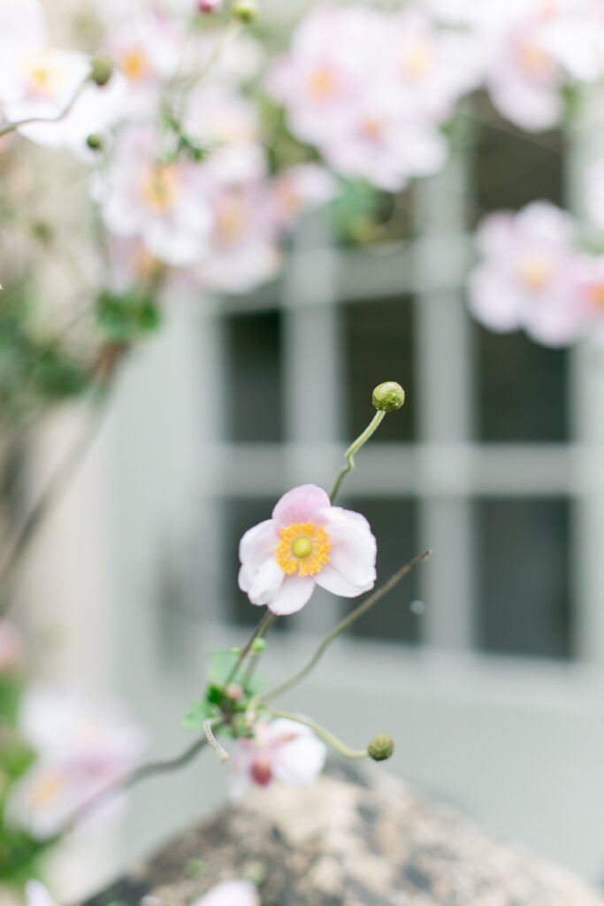 A pink flowers with a green door in the background.