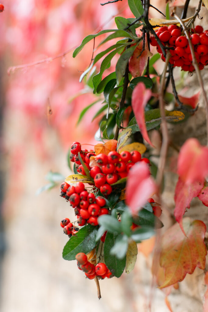 Red berries