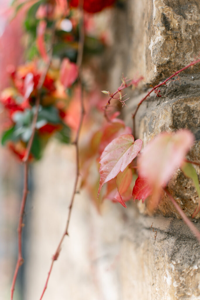 Fall colored leaves on a brick wall