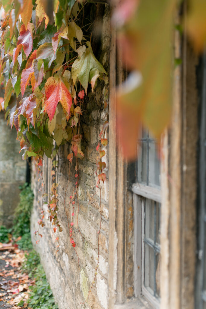 Fall colored leaves and a building's window