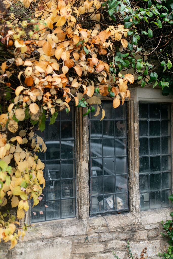 A window with fall colored leaves around it.