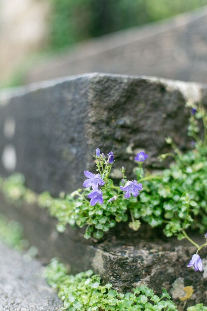 Flowers growing in the cracks of concrete steps in Castle Combe.