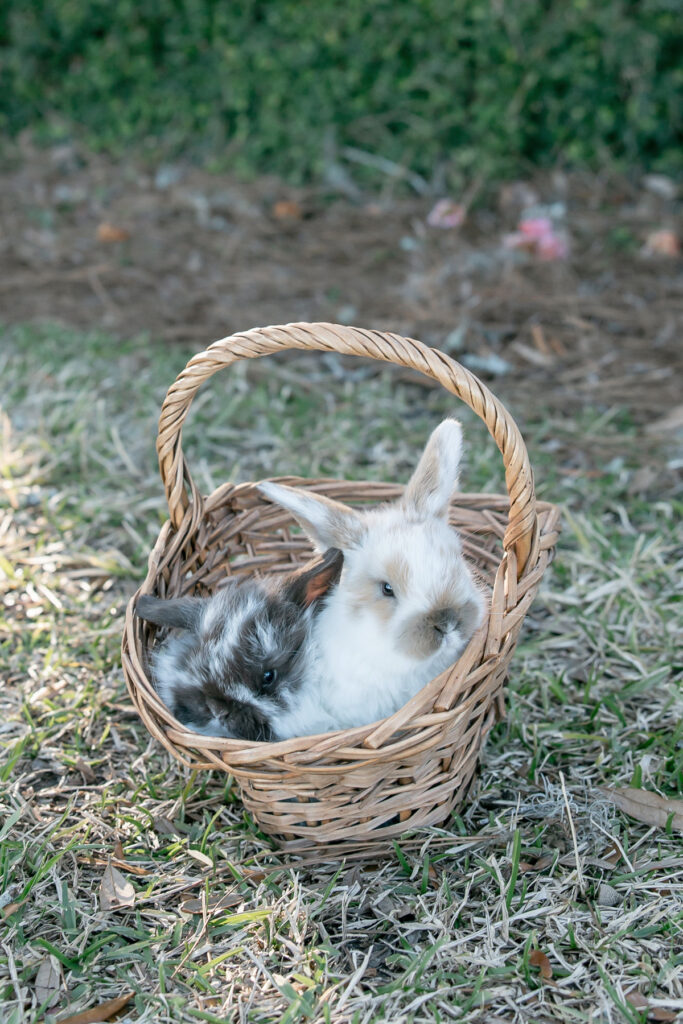 Two holland lop bunnies in a basket