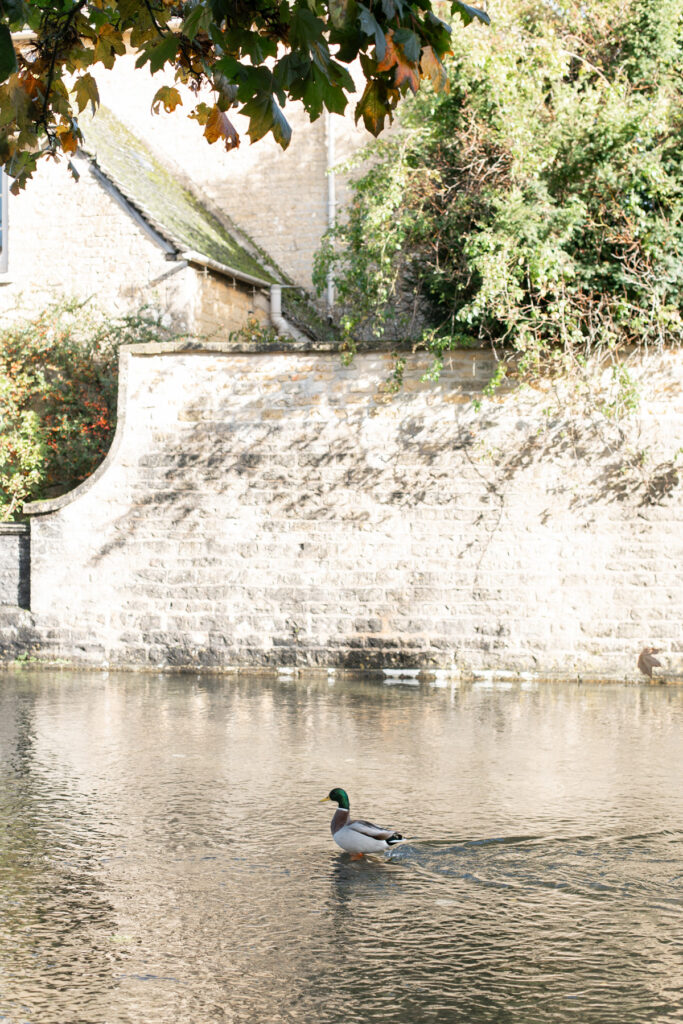 A duck in the middle of the river at Bourton-on-the-Water in England.